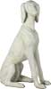 Saluki Dog 39