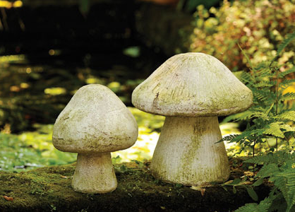 Wild Mushroom 10