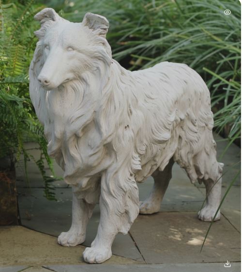 COLLIE