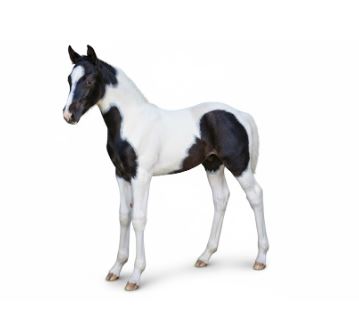 Standing Colt (Horse) 48