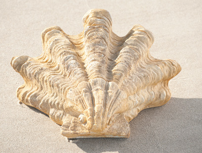 Shell Sconce